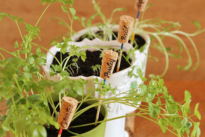Plants marked with homemade plant stakes