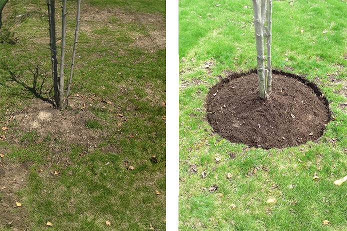 Mulch around the bottom of a magnolia tree