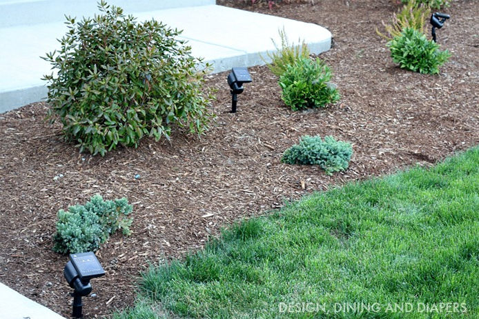 Solar lights staked in the ground