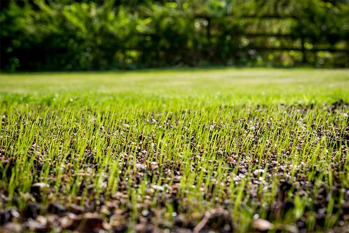 How to Patch & Repair Bare Spots in Your Lawn