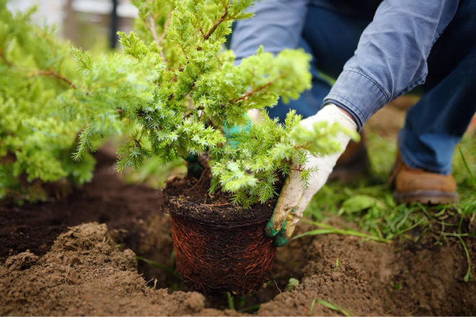 Placing a juniper hedge into the ground