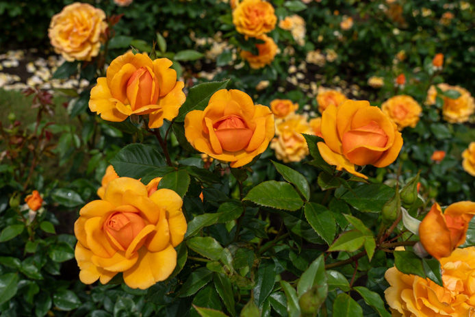 orange roses