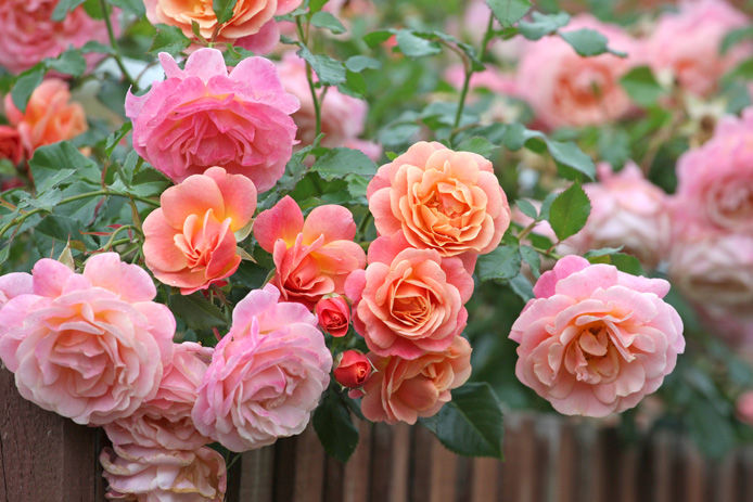 pink roses
