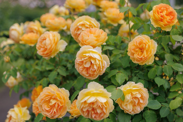 yellow roses