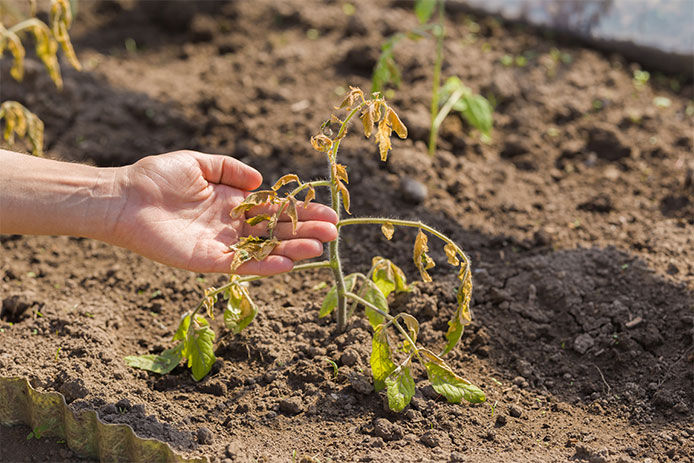 Person holding the leaf of a wilting garden plant