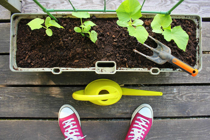 Planting vegetables in container on terrace