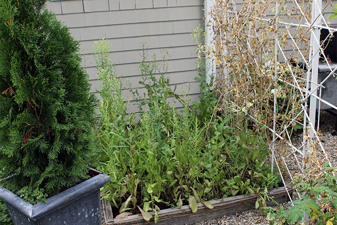 Pull dead vegetation from raised garden beds