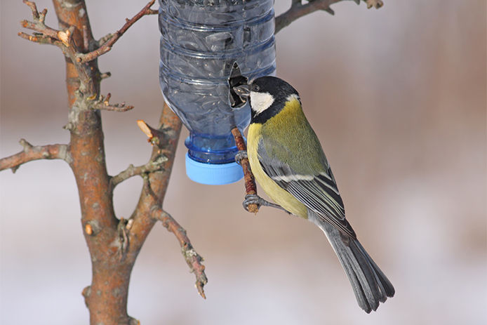 A bird eating at a homemade bird feeder