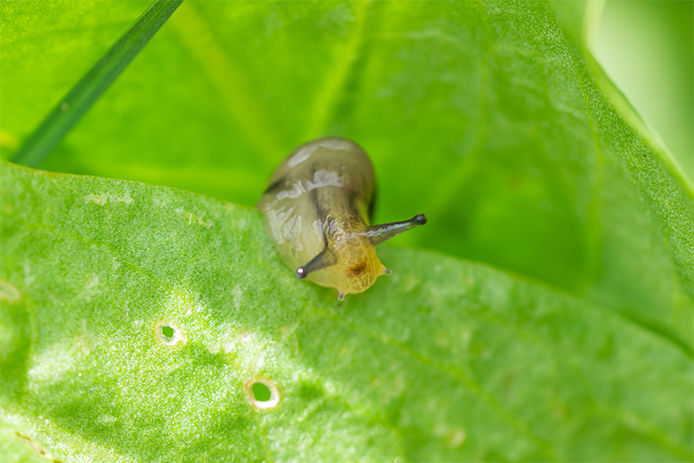 How to Get Rid of Garden Slugs