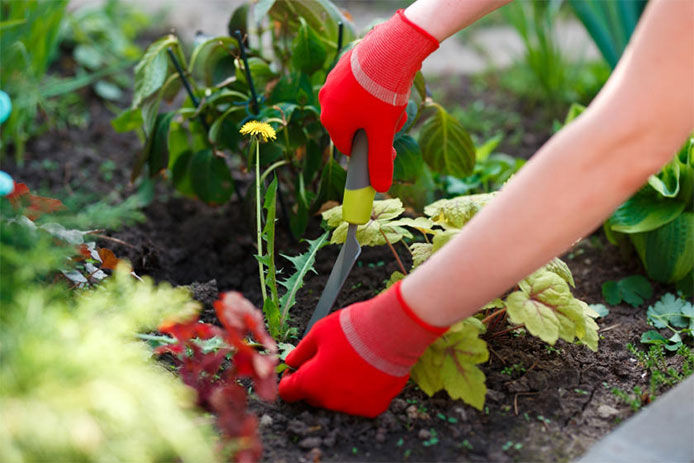 Removing weeds from landscaping with trowel