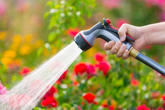 Watering rose garden with hose