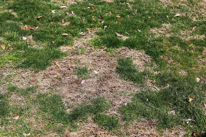 dead spots in lawn