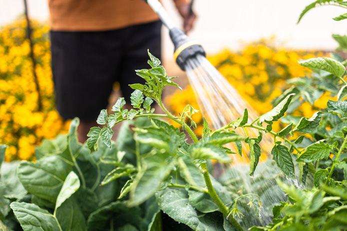 Person watering plants