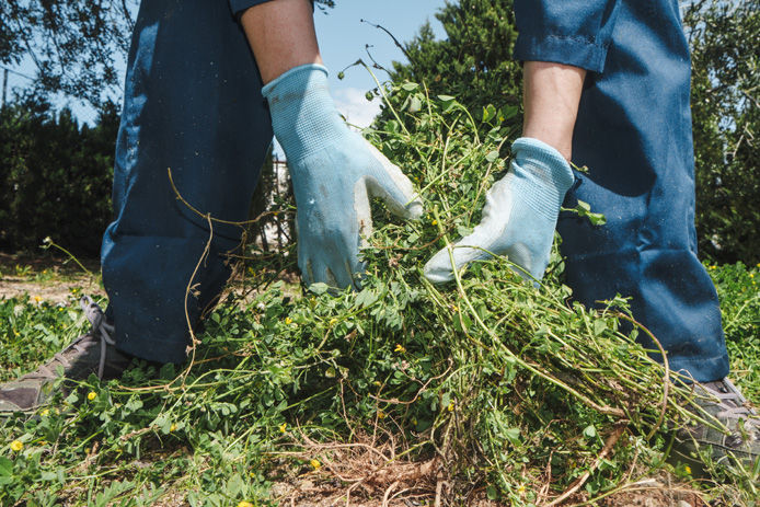 Person with pulled weeds from yard and garden