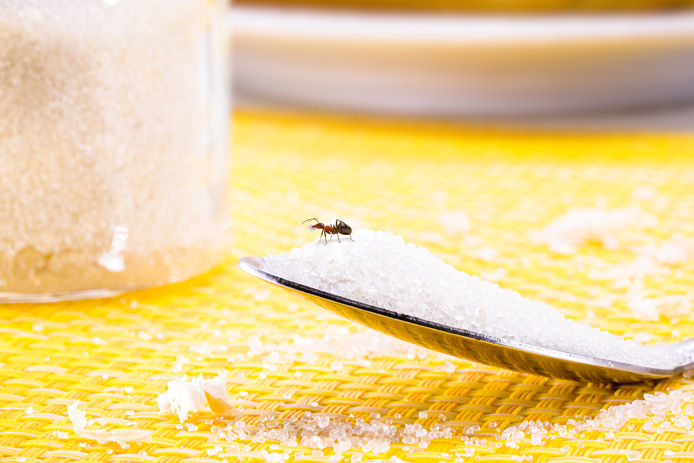 ant on spoon of sugar inside a home