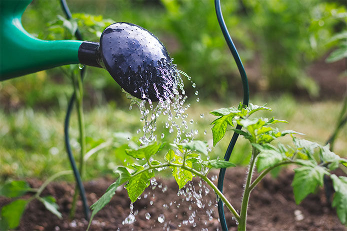 Watering vegetable garden after spreading fertilizer