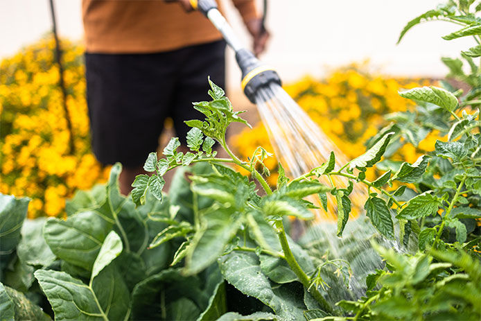 Close-up of a person watering their garden plants with a garden hose attachment