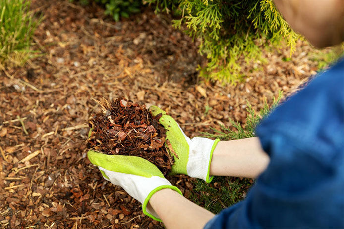 Woman laying mulch in landscaping