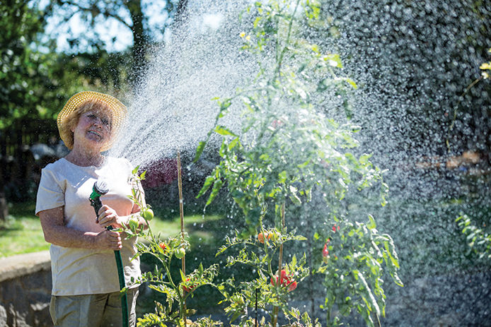An elderly lady wearing a sun hat and white shirt using a garden hose with a sprayer nozzle watering her tomatoe plants in the summer afternoon