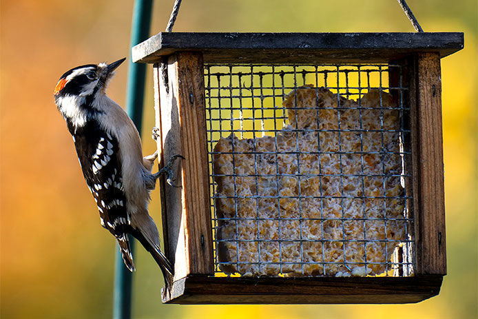 Woodpecker perched on the side of a caged suet feeder