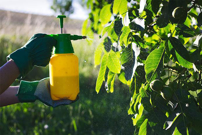 Person spraying the leaves of a tree with an insecticide