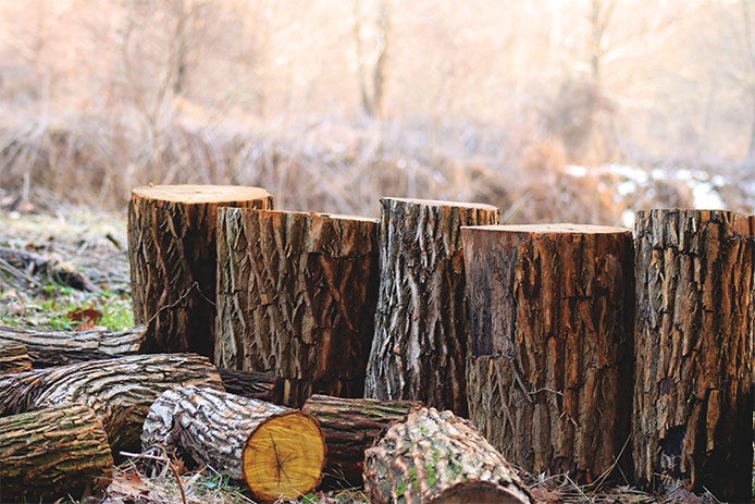 Lined up chunks of wood ready to be split