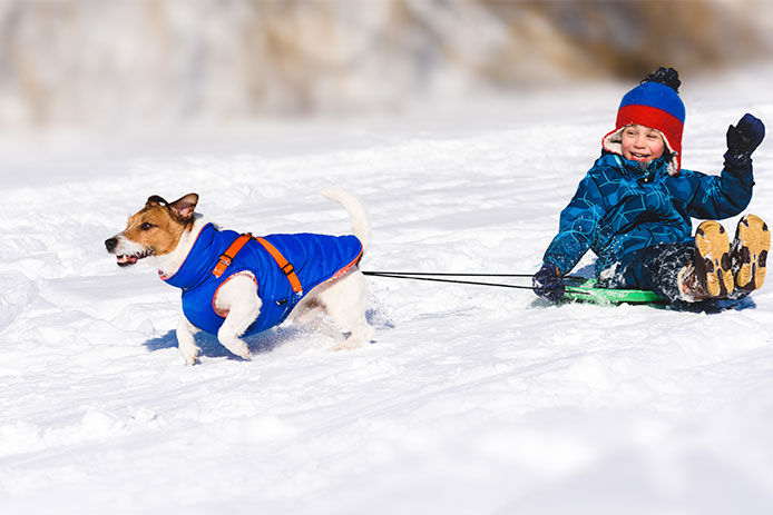 Dog sledging happy boy on slippery downhill toboggan