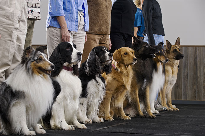 Line of purebred dogs in obiedience class