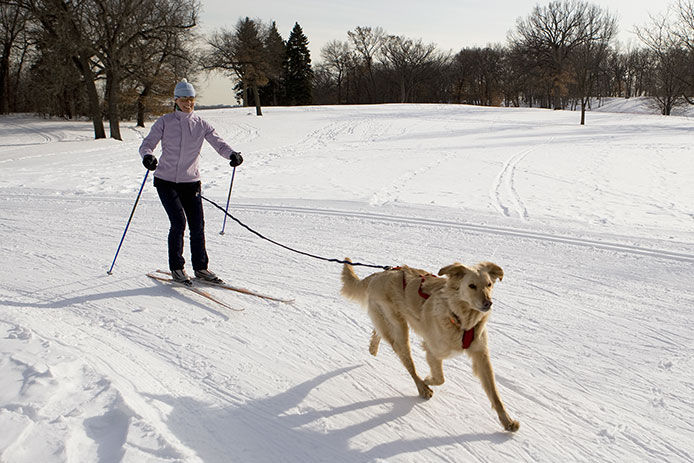 Woman and Golden Retriever Skijoring on Groomed Ski Trail