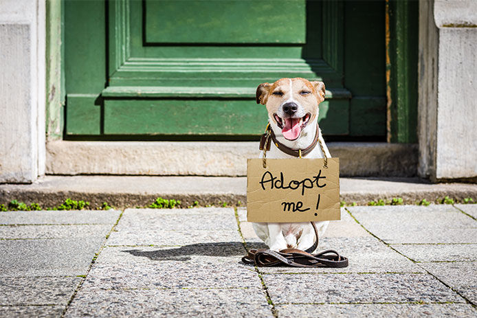 A beagle sitting out front of a green door with a cardboard sign around it's neck that reads adopt me 