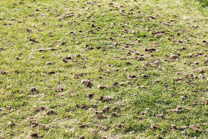 An aerated lawn