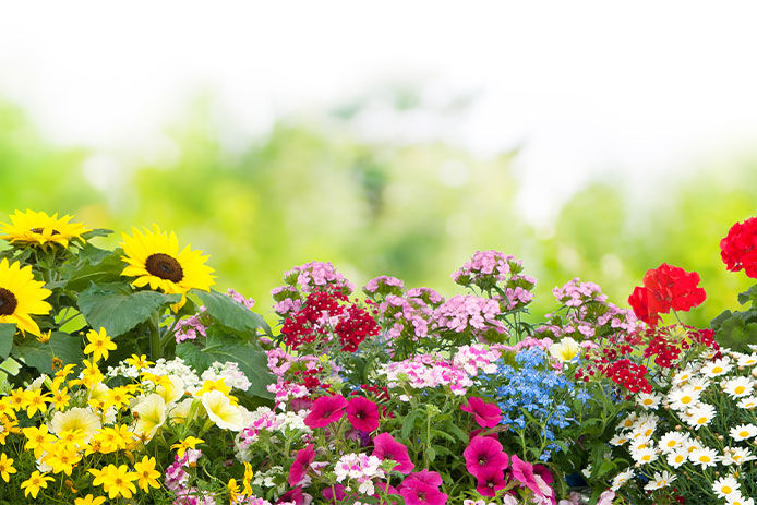 Assortment of different flowers