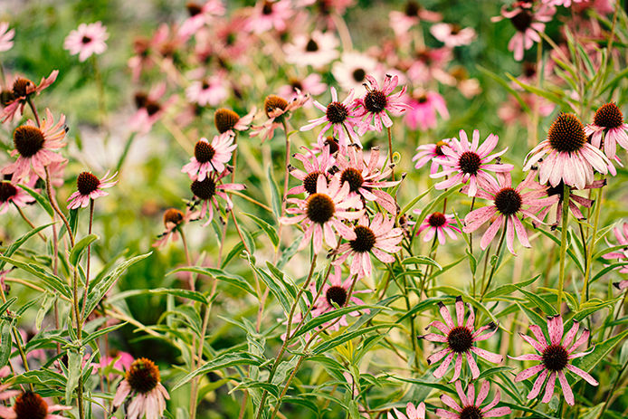 Pink widflowers