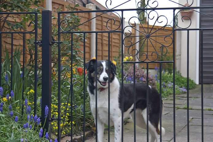 A black and white dog standing behind a black metal fence on a paver landscape with flowers around, watching and waiting for her master to come home.