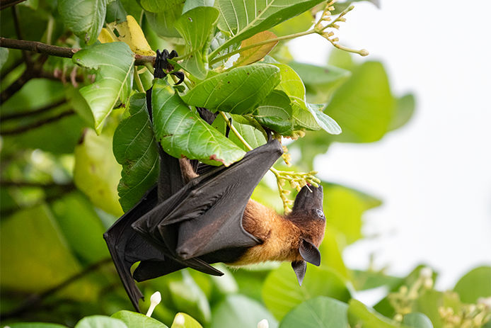 Unique shot of a Megabat sticking out its tongue to reach a fruit in wildlife.
