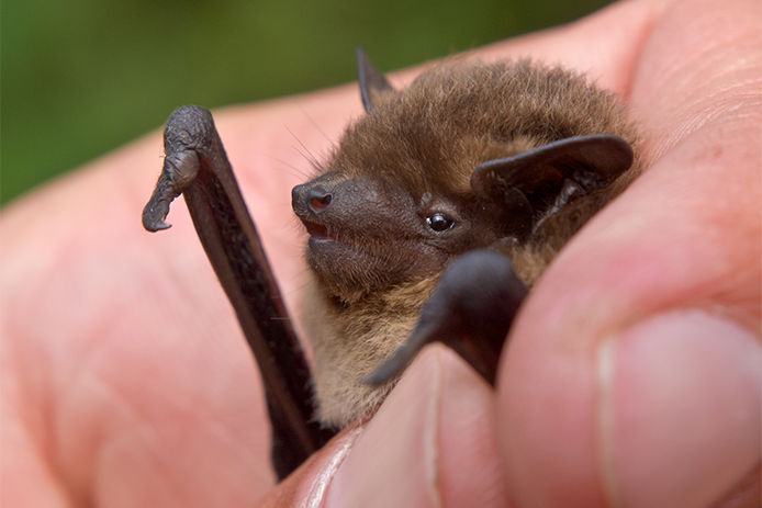 Nathusius' Pipistrelle (Pipistrellus nathusius) bat in hand of researcher. These bats are caught for survey and measurements.