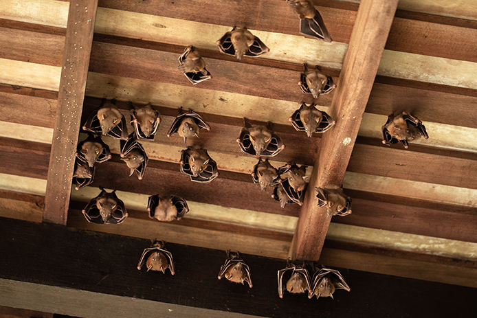 Group of Lesser Dog-faced Fruit Bat, Cyneropterus brachyotis. Also called Short-nosed or Common Fruit Bat. Animals hanging in the roof.