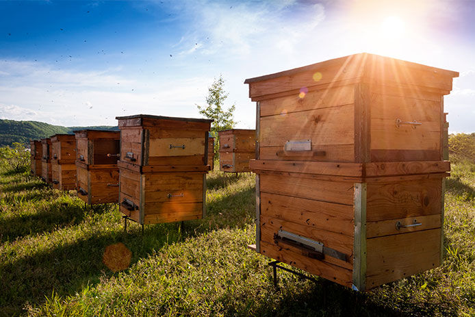 Several beehive setup in rows with sun shining behind them