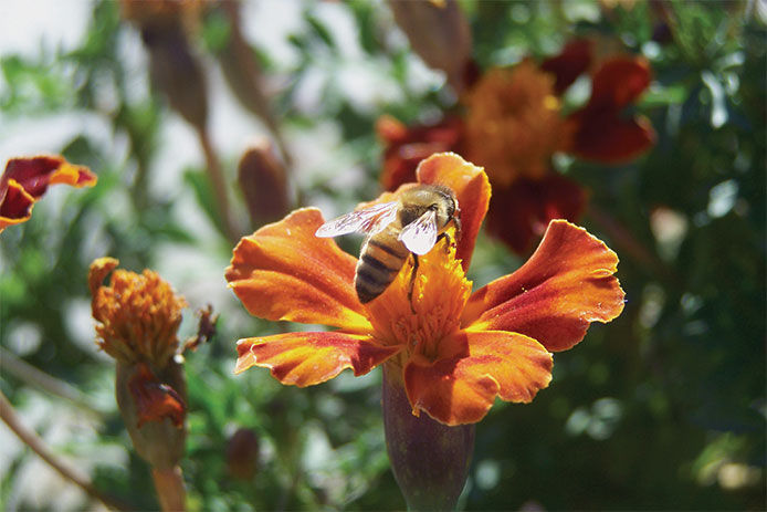 Bee pollinating an orange flower