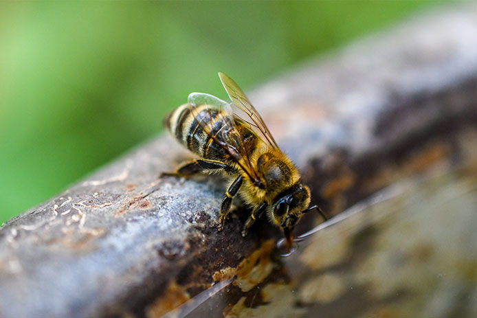 A bee taking a sip of water