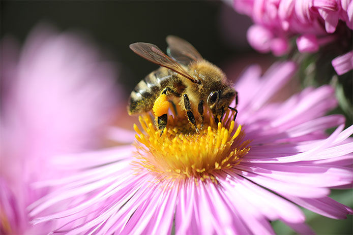 Close-up of a bee pollinating a pink flower