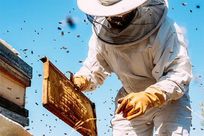 Beekeeper in the midst of bees in full protective gear