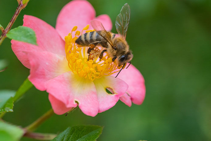 Honey bee on rose blossom