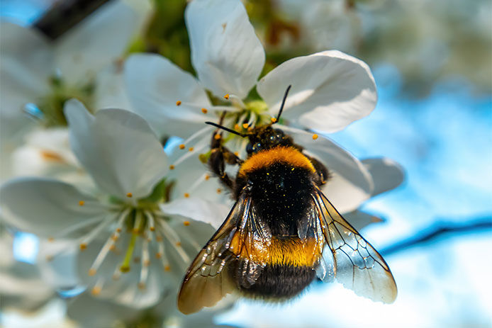 Close-up of a bee pollinating a white flower