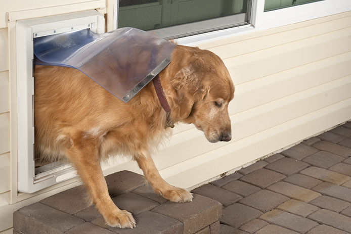 Golden retriever going through a doggie door onto a back patio