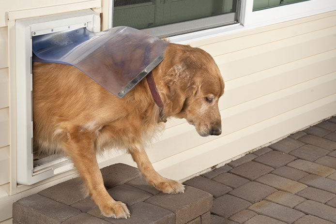 A buff-colored golden retriever wearing a brown collar is exiting the flap of a pet door that’s installed on the side of a cream-colored house. The top half of the dog’s body is outside the door, and he is looking down at the grey bricks below his feet.