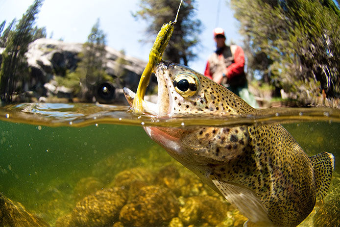 A close-up a fish in a river