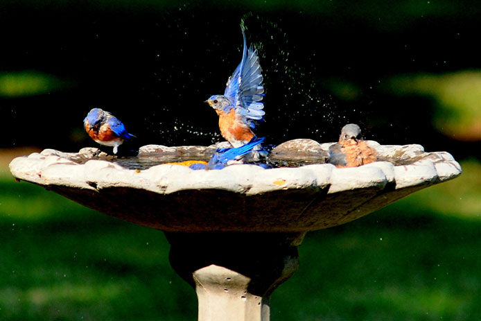 A couple of birds splashing in bird bath