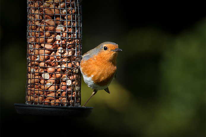 Bird perched on the side of a bird feeder with seed