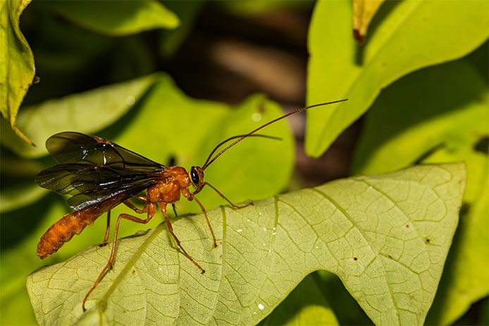 Close-up of a braconid wasp on a green leaf